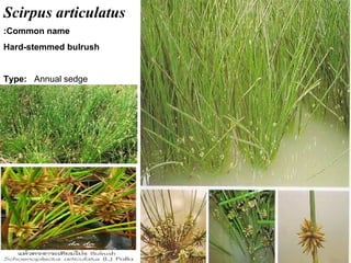39
Scirpus articulatus
Common name:
Hard-stemmed bulrush
Type: Annual sedge
 