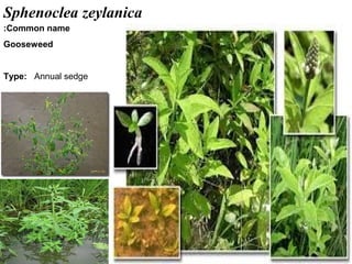 40
Sphenoclea zeylanica
Common name:
Gooseweed
Type: Annual sedge
 