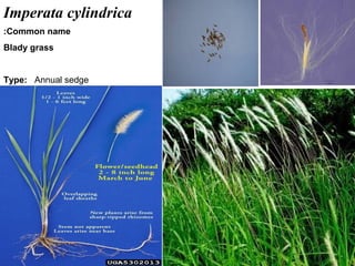 41
Imperata cylindrica
Common name:
Blady grass
Type: Annual sedge
 