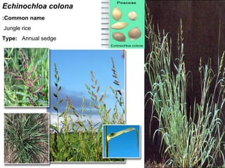 7
Echinochloa colona
Common name:
Jungle rice
Type: Annual sedge
 