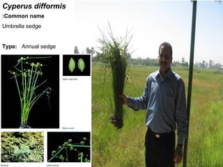 8
Cyperus difformis
Common name:
Umbrella sedge
Type: Annual sedge
 