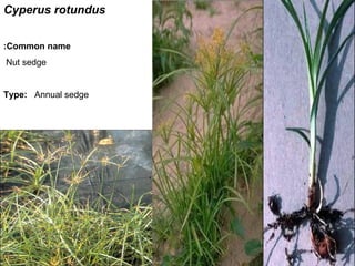 9
Cyperus rotundus
Common name:
Nut sedge
Type: Annual sedge
 