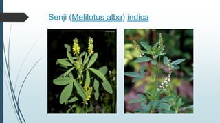 Senjet Tree Weed management | PPTX