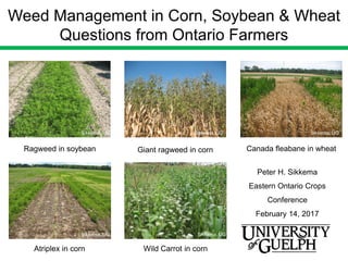 Weed Management in Corn, Soybean & Wheat
Questions from Ontario Farmers
1
Swanton, UG
Ragweed in soybean Giant ragweed in corn Canada fleabane in wheat
Atriplex in corn Wild Carrot in corn
Peter H. Sikkema
Eastern Ontario Crops
Conference
February 14, 2017
Sikkema, UG Sikkema, UG Sikkema, UG
Sikkema, UG Sikkema, UG
 