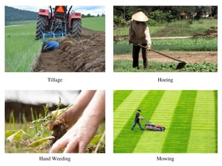 Tillage Hoeing
Mowing
Hand Weeding
 