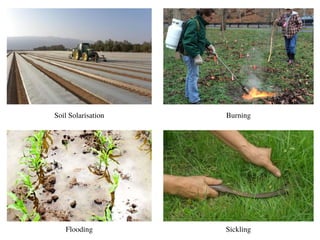 Soil Solarisation Burning
Sickling
Flooding
 