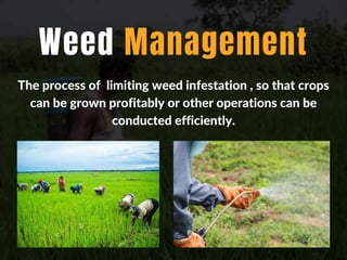 Weed Management
The process of limiting weed infestation , so that crops
can be grown profitably or other operations can be
conducted efficiently.
 