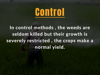 In control methods , the weeds are
seldom killed but their growth is
severely restricted , the crops make a
normal yield.
Control
 