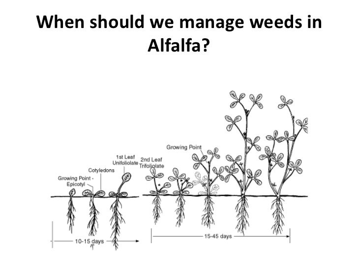 Weed management in alfalfa