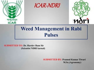 Weed Management in Rabi
Pulses
ICAR-NDRI
SUBMITTED TO: Dr. Hardev Ram Sir
(Scientist NDRI karnal)
SUBMITTED BY: Pramod Kumar Tiwari
M.Sc.(Agronomy)
 