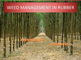 WEED MANAGEMENT IN RUBBER
 