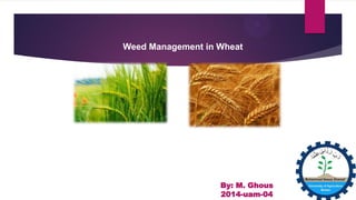 Weed Management in Wheat
By: M. Ghous
2014-uam-04
 