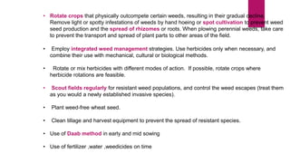 Weed management in wheat | PDF