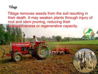 Tillage
Tillage removes weeds from the soil resulting in
their death. It may weaken plants through injury of
root and stem pruning, reducing their
competitiveness or regenerative capacity.
 
