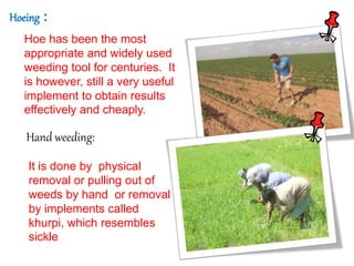 Hand weeding:
It is done by physical
removal or pulling out of
weeds by hand or removal
by implements called
khurpi, which resembles
sickle
Hoeing :
Hoe has been the most
appropriate and widely used
weeding tool for centuries. It
is however, still a very useful
implement to obtain results
effectively and cheaply.
 