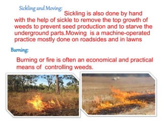 Sicklingand Moving:
Sickling is also done by hand
with the help of sickle to remove the top growth of
weeds to prevent seed production and to starve the
underground parts.Mowing is a machine-operated
practice mostly done on roadsides and in lawns
Burning:
Burning or fire is often an economical and practical
means of controlling weeds.
 