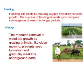Flooding::
Flooding kills plants by reducing oxygen availability for plant
growth. The success of flooding depends upon complete
submergence of weeds for longer periods.
Grazing:
The repeated removal of
weed top growth by
grazing animals, like close
mowing, prevents seed
formation and
gradually weakens
underground parts.
 
