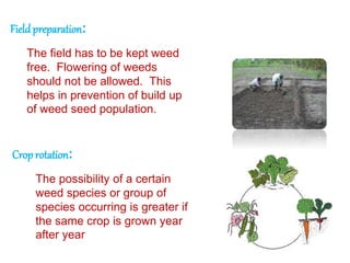 The field has to be kept weed
free. Flowering of weeds
should not be allowed. This
helps in prevention of build up
of weed seed population.
Fieldpreparation:
Crop rotation:
The possibility of a certain
weed species or group of
species occurring is greater if
the same crop is grown year
after year
 
