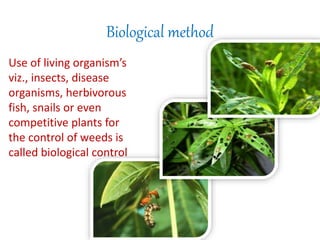 Biological method
Use of living organism’s
viz., insects, disease
organisms, herbivorous
fish, snails or even
competitive plants for
the control of weeds is
called biological control
 