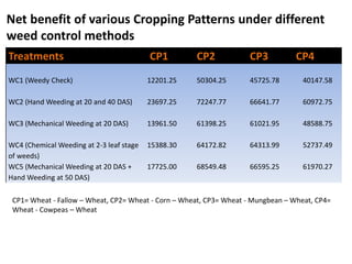 Treatments CP1 CP2 CP3 CP4
WC1 (Weedy Check)
WC2 (Hand Weeding at 20 and 40 DAS)
WC3 (Mechanical Weeding at 20 DAS)
WC4 (Chemical Weeding at 2-3 leaf stage
of weeds)
WC5 (Mechanical Weeding at 20 DAS +
Hand Weeding at 50 DAS)
12201.25
23697.25
13961.50
15388.30
17725.00
50304.25
72247.77
61398.25
64172.82
68549.48
45725.78
66641.77
61021.95
64313.99
66595.25
40147.58
60972.75
48588.75
52737.49
61970.27
Net benefit of various Cropping Patterns under different
weed control methods
CP1= Wheat - Fallow – Wheat, CP2= Wheat - Corn – Wheat, CP3= Wheat - Mungbean – Wheat, CP4=
Wheat - Cowpeas – Wheat
 