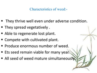 Characteristics of weed:-
 They thrive well even under adverse condition.
 They spread vegetatively .
 Able to regenerate lost plant.
 Compete with cultivated plant.
 Produce enormous number of weed.
 Ets seed remain viable for many year.
 All seed of weed mature simultaneously.
 