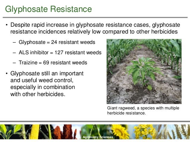 glyphosate resistance