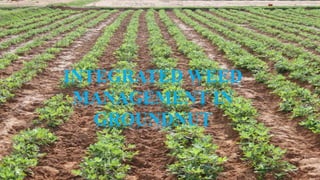 Weeding Groundnuts WEED MANAGEMENT IN GROUNDNUT | PPTX