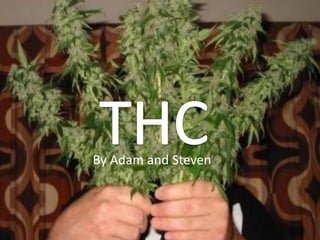 THC By Adam and Steven 