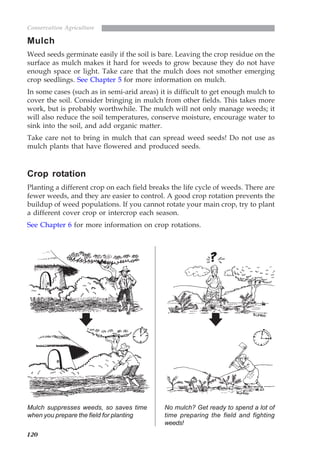 120
Conservation Agriculture
Mulch
Weed seeds germinate easily if the soil is bare. Leaving the crop residue on the
surface as mulch makes it hard for weeds to grow because they do not have
enough space or light. Take care that the mulch does not smother emerging
crop seedlings. See Chapter 5 for more information on mulch.
In some cases (such as in semi-arid areas) it is difficult to get enough mulch to
cover the soil. Consider bringing in mulch from other fields. This takes more
work, but is probably worthwhile. The mulch will not only manage weeds; it
will also reduce the soil temperatures, conserve moisture, encourage water to
sink into the soil, and add organic matter.
Take care not to bring in mulch that can spread weed seeds! Do not use as
mulch plants that have flowered and produced seeds.
Crop rotation
Planting a different crop on each field breaks the life cycle of weeds. There are
fewer weeds, and they are easier to control. A good crop rotation prevents the
buildup of weed populations. If you cannot rotate your main crop, try to plant
a different cover crop or intercrop each season.
See Chapter 6 for more information on crop rotations.
Mulch suppresses weeds, so saves time
when you prepare the field for planting
No mulch? Get ready to spend a lot of
time preparing the field and fighting
weeds!
07weeds.pmd 8/22/2005, 8:27 PM120
 