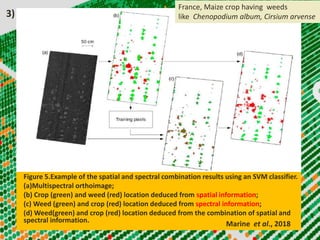 Figure 5.Example of the spatial and spectral combination results using an SVM classifier.
(a)Multispectral orthoimage;
(b) Crop (green) and weed (red) location deduced from spatial information;
(c) Weed (green) and crop (red) location deduced from spectral information;
(d) Weed(green) and crop (red) location deduced from the combination of spatial and
spectral information.
Marine et al., 2018
France, Maize crop having weeds
like Chenopodium album, Cirsium arvense3)
 