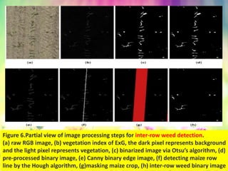Figure 6.Partial view of image processing steps for inter-row weed detection.
(a) raw RGB image, (b) vegetation index of ExG, the dark pixel represents background
and the light pixel represents vegetation, (c) binarized image via Otsu’s algorithm, (d)
pre-processed binary image, (e) Canny binary edge image, (f) detecting maize row
line by the Hough algorithm, (g)masking maize crop, (h) inter-row weed binary image
 