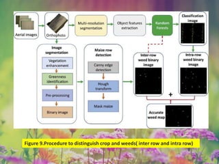 OBIA
Pixel based
Figure 9.Procedure to distinguish crop and weeds( inter row and intra row)
 