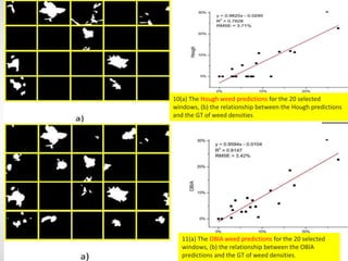 11(a) The OBIA weed predictions for the 20 selected
windows, (b) the relationship between the OBIA
predictions and the GT of weed densities.
10(a) The Hough weed predictions for the 20 selected
windows, (b) the relationship between the Hough predictions
and the GT of weed densities
 