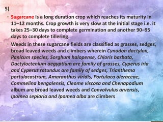 • Sugarcane is a long duration crop which reaches its maturity in
11–12 months. Crop growth is very slow at the initial stage i.e. it
takes 25–30 days to complete germination and another 90–95
days to complete tillering
• Weeds in these sugarcane fields are classified as grasses, sedges,
broad leaved weeds and climbers wherein Cynodon dactylon,
Panicum species, Sorghum halopense, Chloris barbata,
Dactyloctenium aegyptium are family of grasses, Cyperus iria
and Cyperus rotundus are family of sedges, Trianthema
portulacastrum, Amaranthus viridis, Portulaca oleraceae,
Commelina bengalensis, Cleome viscosa and Chenapodium
album are broad leaved weeds and Convolvulus arvensis,
Ipomea sepiaria and Ipomea alba are climbers
5)
 