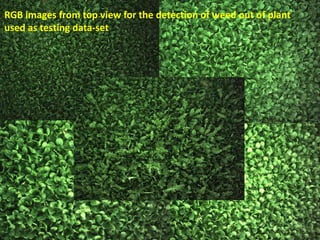 RGB images from top view for the detection of weed out of plant
used as testing data-set
 