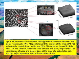 Figure 18.Anatomical scales where (Wi,Pi) presents the scales of weeds and
plants respectively; (W1, P1) points toward the texture of the limb, (W2, P2)
indicates the typical size of leaflet and (W3, P3) stands for the width of the
veins. Sw and Sp show the size of a leaf of weed and plant, respectively. The
classification of weed and plant is done at the scale of a patch taken as 2
max(Sp, Sw) in agreement with a Shannon-like criteria
 