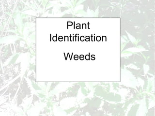 Plant Identification Weeds RHS Cert Horticulture (Level 2) 