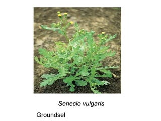Senecio vulgaris Groundsel 