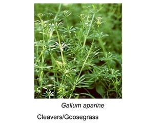 Galium aparine Cleavers/Goosegrass 