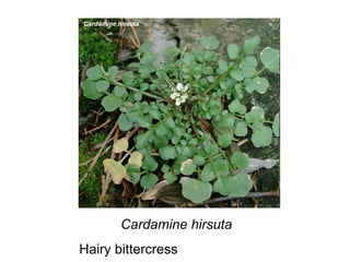 Cardamine hirsuta Hairy bittercress 