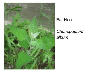 Fat Hen Chenopodium album 