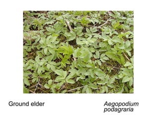 Ground elder  Aegopodium  podagraria 