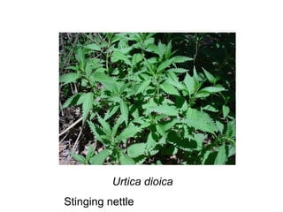 Urtica dioica Stinging nettle 
