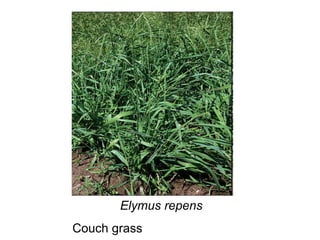Elymus repens Couch grass 