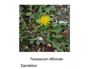 Taraxacum officinale Dandelion 