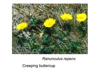Ranunculus repens Creeping buttercup 