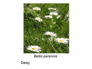   Bellis perennis Daisy 