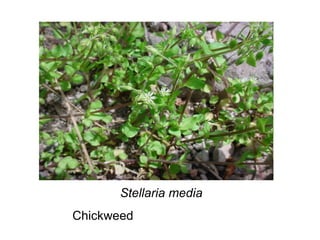Stellaria media Chickweed 