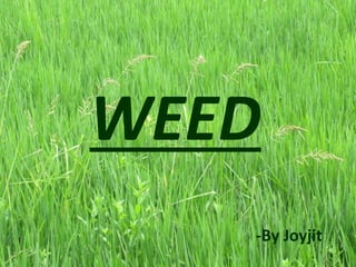WEED 
-By Joyjit 
 