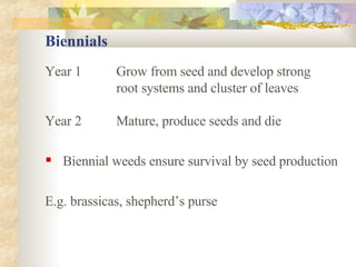 Biennials Year 1 Grow from seed and develop strong  root systems and cluster of leaves Year 2 Mature, produce seeds and die Biennial weeds ensure survival by seed production E.g. brassicas, shepherd’s purse 